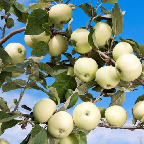 Malus domestica 'Valge Klaarõun' - Õunapuu 'Valge Klaarõun' C6/6L